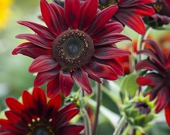 Chocolate Cherry Sunflower Seeds 30+ Deep Red Garden Blooms