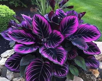 Hosta Seeds 220 pcs | Shade Loving Perennial Ornamental Garden Plants