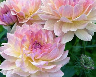 400 Dahlia Seeds – Mixed Perennial Garden Flower Plants