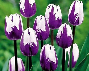 Flaming Flag Tulip Bulbs 10 pcsPurple White Garden Blooms