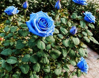 100 Pcs Lavender Pink Climbing Rose Seeds | Rare Heirloom Balcony Garden Flowers