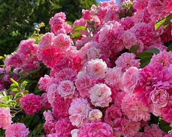Climbing Rose Seeds 300+ pcs | Rare Heirloom Garden Flower Plants