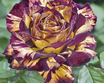 Perennial Rose Seeds 29 pcs  Colorful Long Bloom Garden Flowers