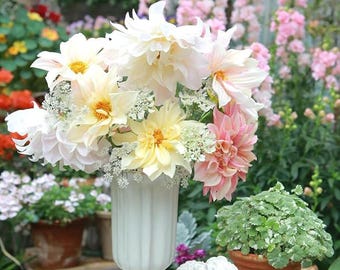 Dahlia Seed Mix 400 pcs | Rare Perennial Heirloom Garden Flowers