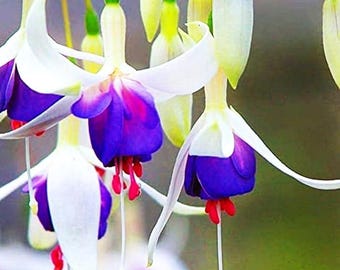 Mixed Fuchsia Flower Seeds Perennial Home Bonsai 100 Pcs Seeds