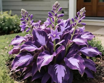Hosta Seeds 110+ Mix | Shade Perennial Hardy Garden Foliage Plants
