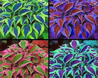 Hosta Seeds 185+ – Mixed Color Garden Shade Flowers