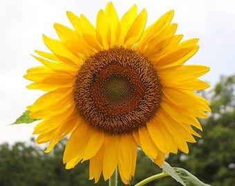 Mammoth Sunflower Seeds – Giant Heirloom Flowers for Outdoor Gardens