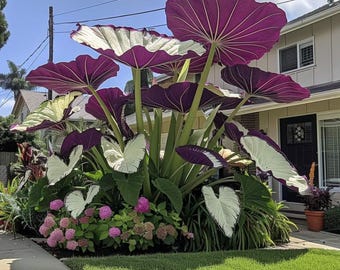 3 Colocasia Gigantea Bulbs, Giant Elephant Ear Tropical Plant