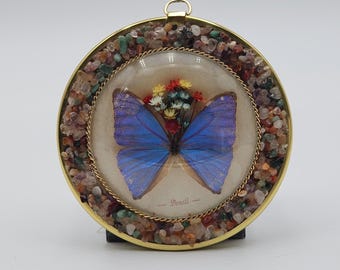 Brasil Butterfly Taxidermy Dried Flowers Wall Glass Bubble Convex Gemstone Frame