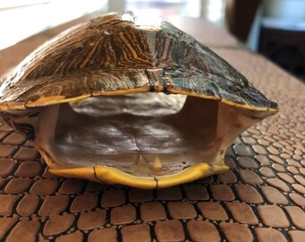 Real Turtle Shell 4-5 inch Map Turtle Shell Real Turtle Shell 4-5 inch Map Turtle Shell