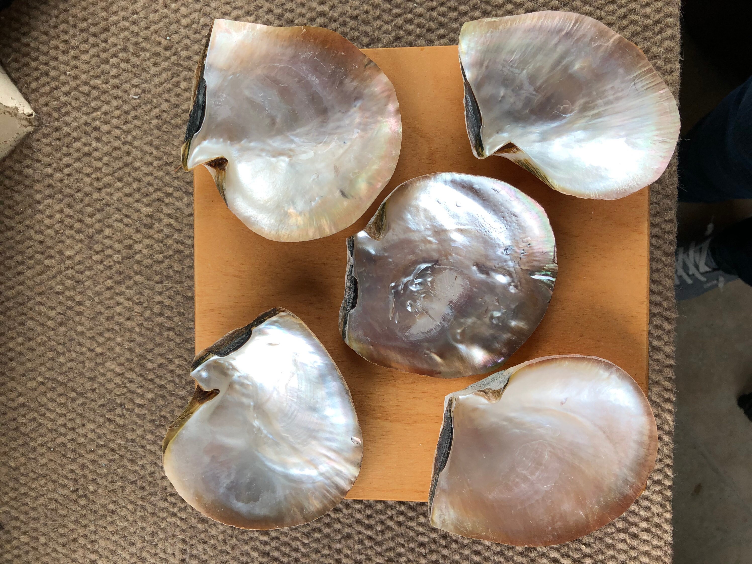 Conchas de almejas madre de perlas Etsy