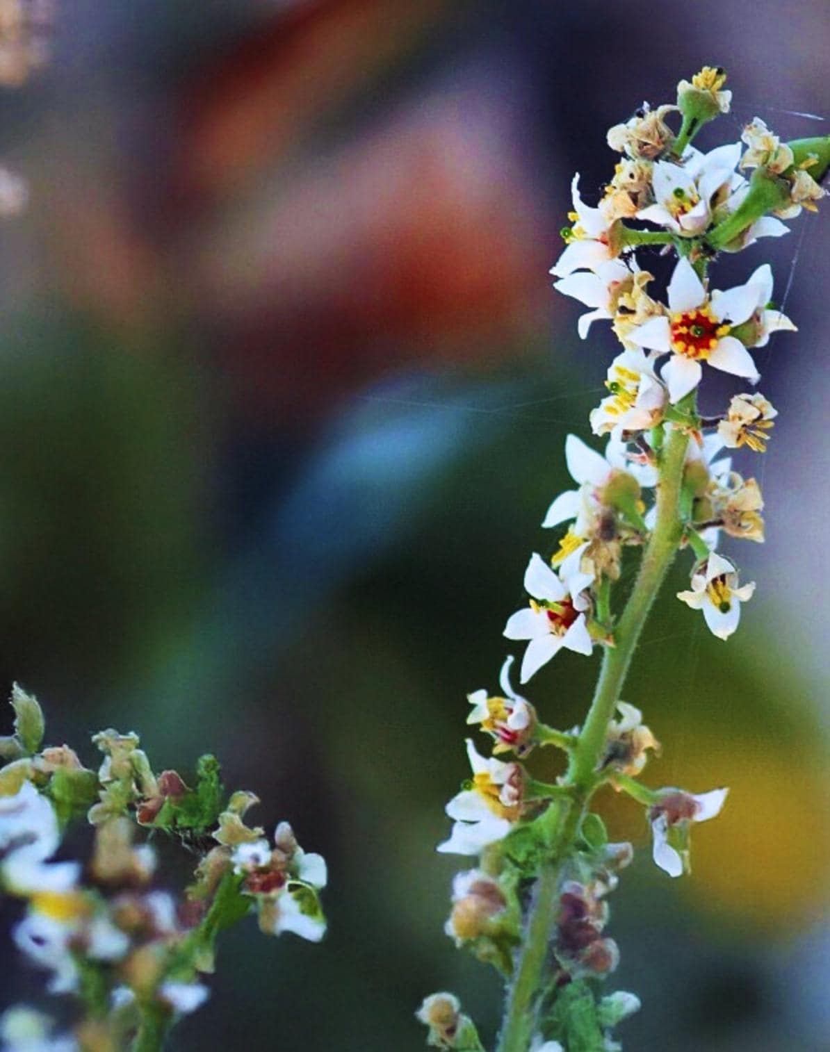 Boswellia seeds - Etsy 日本