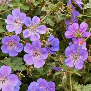 25 Seeds Rozanne Gerwat Geranium for Garden Planting