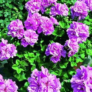 10 Seeds Geranium Purple Double Petals Ball Typed Flowers Plant