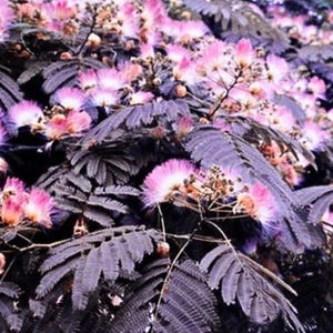 Puede incluir: Un denso grupo de follaje oscuro y púrpura con forma de helecho, intercalado con numerosas flores esféricas y esponjosas. Las flores presentan un degradado de blanco en la base hacia puntas de color rosa vibrante, creando una exhibición botánica texturizada.