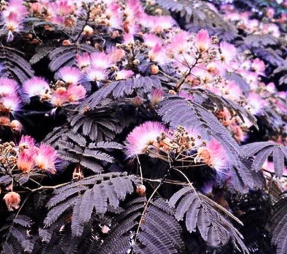 Japanese shiso seeds - Etsy 日本