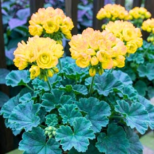 May include: A potted geranium plant featuring multiple clusters of vibrant yellow flowers with soft, rounded petals. The plant has dense, scalloped, dark green foliage with a textured surface, growing in a lush, upright arrangement of stems.