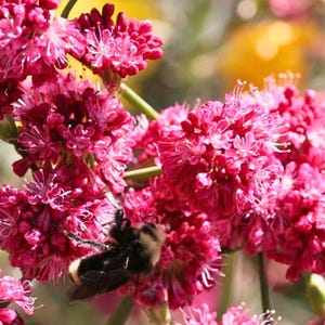 Pode incluir: Um abelhão felpudo com listras pretas e amarelas repousa sobre um cacho de flores magenta vibrantes. As pequenas flores redondas apresentam pétalas finas e delicadas, dispostas em densas cabeças esféricas sobre caules verdes finos.