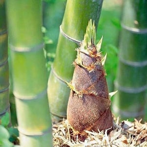 Könnte beinhalten: Ein konischer Bambusspross mit einer texturierten, braunen, überlappenden Blattscheidenoberfläche, der aus einer Basis aus trockenem, hellem Mulch hervorgeht. Der Spross steht vor mehreren hohen, glatten, grünen Bambusstangen.