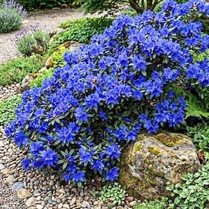 Op de afbeelding: Een dichte rododendronstruik bedekt met levendige blauwe, klokvormige bloemen met donkergroene, glanzende bladeren. De plant staat in een tuin naast een grote, met mos bedekte steen en een pad gemaakt van kleine, gladde, veelkleurige kiezels.