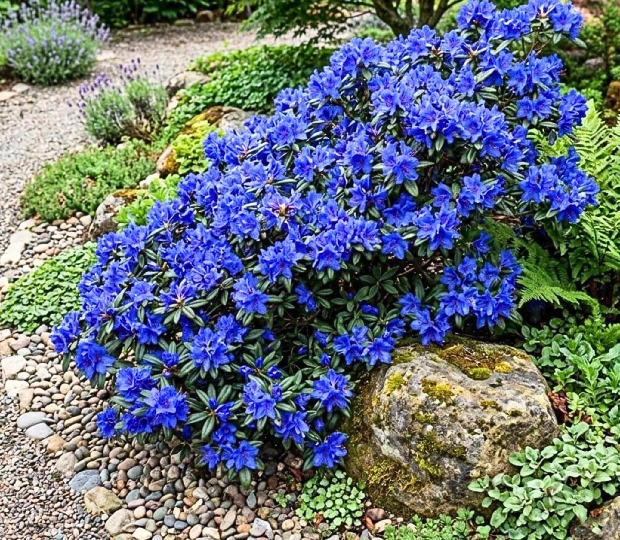 Blue Azalea - Etsy