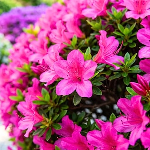 Op de afbeelding: Een dichte tros felroze azaleabloemen in volle bloei, met vijfbladige bloesems met fijne meeldraden en kleine, puntige groene blaadjes. De struik is bedekt met talloze helderroze bloemen, wat zorgt voor een weelderige en volle textuur.