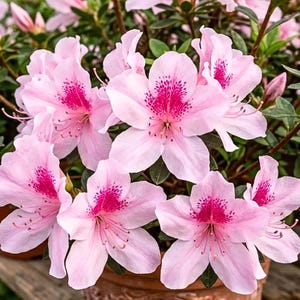 Puede incluir: Una planta de azalea en maceta con múltiples flores de color rosa claro con centros moteados de color magenta vibrante. Cada flor tiene cinco pétalos delicados y estambres prominentes. La planta tiene hojas verde oscuro y está en una maceta marrón.