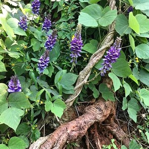 Op de afbeelding: Een kudzu-plant met levendige paarse, kegelvormige bloemaren en brede, hartvormige groene bladeren. Een dikke, getextureerde, houtachtige rank strekt zich uit over het onderste gedeelte en contrasteert met het weelderige blad en de bloemen.