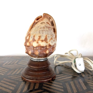 May include: A decorative seashell lamp with a brown wooden base. The lamp features a large, textured seashell in shades of brown and cream. A white cord with an on/off switch extends from the base.