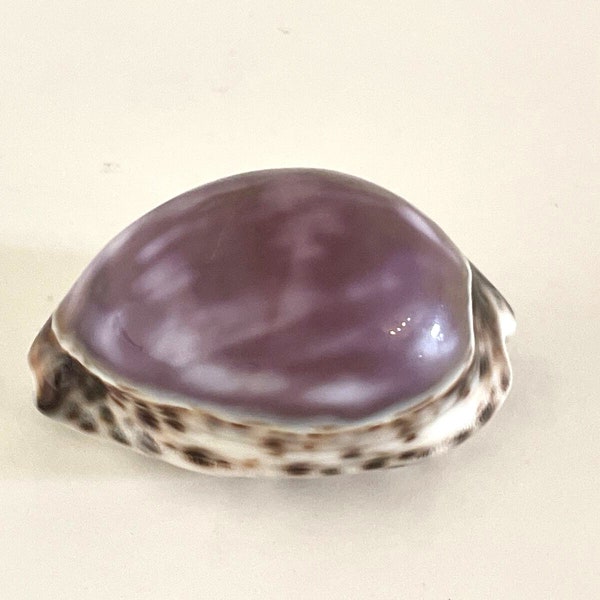 Large Tiger Cowrie Purple Top Seashell (Cypraea Tigris) Cowry Shell