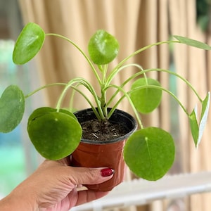 May include: A Pilea peperomioides plant with round, bright green leaves growing on long, thin stems. The plant is potted in a small, dark brown plastic container filled with dark potting soil, showcasing its distinct coin-shaped foliage.