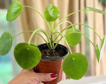Planta de dinero china viva en maceta de 10 cm / Pilea Peperomioides, planta exótica tipo panqueque OVNI, planta de interior apta para mascotas / Regalo cuidadosamente empaquetado