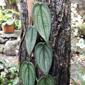 Filodendro Burle Marx Fantasy / Arácea trepadora de vetas plateadas (maceta de 10 cm) imagen 4