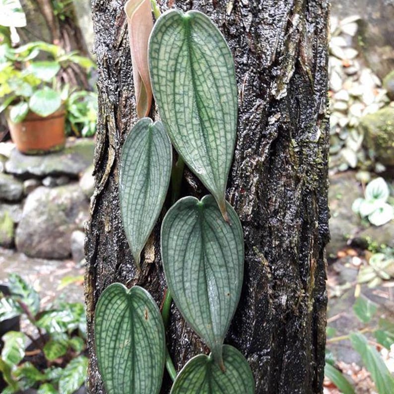 Filodendro Burle Marx Fantasy / Arácea trepadora de vetas plateadas (maceta de 10 cm) imagen 4