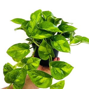 May include: A potted pothos plant featuring heart-shaped leaves with variegated patterns of bright lime green and deep forest green. The plant is contained in a simple black plastic nursery pot, with several stems trailing downwards from the main cluster.