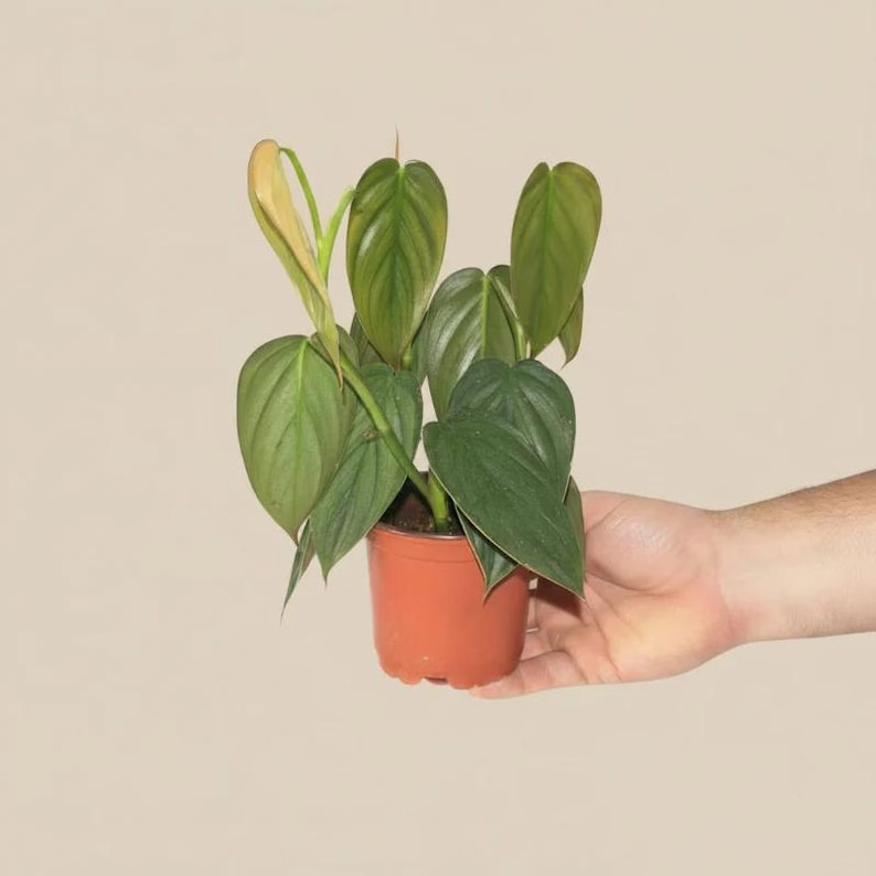 May include: A small potted plant with heart-shaped green leaves and new growth in shades of yellow and green. The plant is in a terracotta-colored pot. The plant is held by a person's hand against a neutral background.
