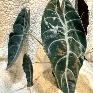 May include: An Alocasia plant featuring several large, dark green, heart-shaped leaves with prominent, light-colored veins. The leaves have a glossy, textured surface and pointed tips, with thin, light-colored stems extending from the base of the plant.