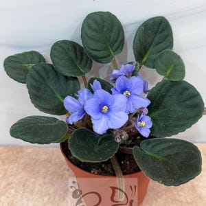 May include: A potted African violet plant featuring dark green, fuzzy, oval-shaped leaves and clusters of vibrant periwinkle blue flowers with yellow centers. The plant is housed in a simple terracotta-colored plastic pot with a logo.