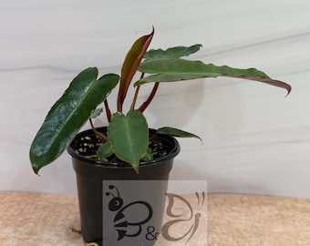 Puede incluir: Una planta Philodendron Atabapoense con hojas largas, estrechas, de color verde oscuro y envés marrón rojizo, plantada en un recipiente de plástico negro. La planta presenta un logo con una abeja, una mariposa y el texto B & B TROPICAL PLANTS.