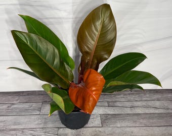 Puede incluir: Una planta Philodendron Prince of Orange en una maceta de plástico negra. La planta presenta hojas grandes, brillantes y puntiagudas que pasan de un verde intenso a un tono cobre-naranja cálido y vibrante, con una hoja central de color naranja.