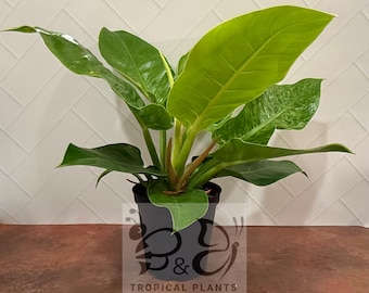 Puede incluir: Una planta Philodendron con hojas grandes, brillantes, de color verde lima y variegadas en una maceta de plástico negra. La maceta presenta un logotipo con un gráfico de mariposa y el texto B&C TROPICAL PLANTS impreso en blanco.