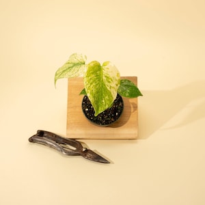 May include: A variegated Philodendron plant with heart-shaped leaves featuring green and cream-colored patterns, potted in a small black container resting on a square wooden block, accompanied by a pair of weathered metal pruning shears.