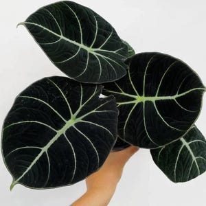 May include: An Alocasia Black Velvet plant featuring multiple heart-shaped, deep dark green to black leaves with a velvety texture and prominent, contrasting pale white veins that extend from the center to the edges of each leaf.