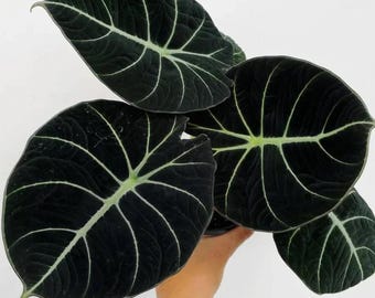 May include: An Alocasia Black Velvet plant featuring multiple heart-shaped, deep dark green to black leaves with a velvety texture and prominent, contrasting pale white veins that extend from the center to the edges of each leaf.