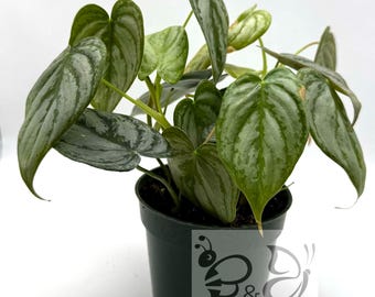 Puede incluir: Una planta Philodendron brandtianum en una maceta de plástico negra. Las hojas en forma de corazón presentan un patrón variegado de verde oscuro y gris plateado. Un logotipo con una abeja y el texto B&T TROPICAL PLANTS aparece en la maceta.