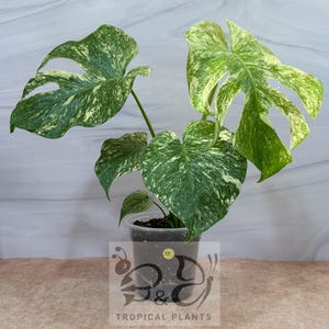 May include: A variegated Monstera plant with large, heart-shaped leaves featuring a mix of deep green and creamy white patterns. The plant is potted in a clear plastic container filled with dark soil, displaying a small yellow circular sticker.