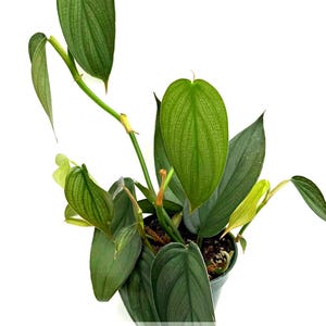 Puede incluir: Una planta Philodendron en maceta con hojas alargadas en forma de coraz&oacute;n, de un tono verde plateado distintivo y venas prominentes. La planta tiene m&uacute;ltiples tallos que se extienden hacia arriba y hacia afuera, con algunas hojas en tonos verde amarillento.
