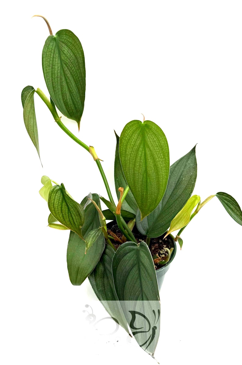 Puede incluir: Una planta Philodendron en maceta con hojas alargadas en forma de coraz&oacute;n, de un tono verde plateado distintivo y venas prominentes. La planta tiene m&uacute;ltiples tallos que se extienden hacia arriba y hacia afuera, con algunas hojas en tonos verde amarillento.
