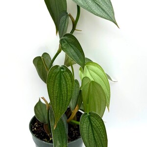 Puede incluir: Una planta Philodendron brandtianum en una maceta de pl&aacute;stico verde oscuro. La planta presenta hojas en forma de coraz&oacute;n con variegaci&oacute;n verde plateado y venas verde oscuro prominentes. Un logotipo con el texto B&D TROPICAL PLANTS es visible.
